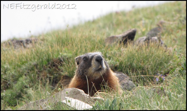 IMG_2940Yellow BelliedMarmot IMG_2940Yellow BelliedMarmot