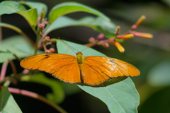 Cockrell Butterfly Center2 Cockrell Butterfly Center2