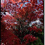 Roter Herbst
