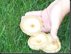 Mushroom Cups 8