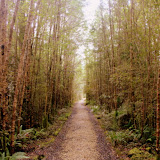 The Walk to the Oparara Arch - Karamea, New Zealand