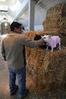 Hi, Gyurme.  You and guys sure stack hay fast!