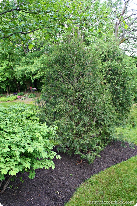 arborvitae arborvitae