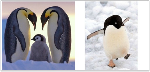 [real%2520pengs%255B3%255D.jpg]