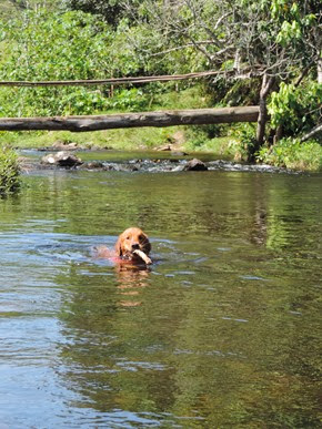Dogs Trekking 6 (233) Dogs Trekking 6 (233)