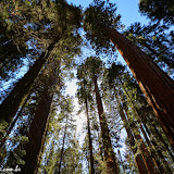 Àrvores milenares na  Giant Forest -  Sequoia e Kings Canyon NP, California. EUA