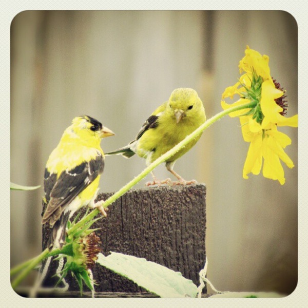 [finches5.jpg]