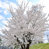 飯田市かざこし子どもの森公園の桜