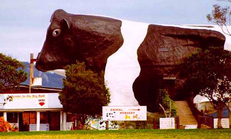 [big_cow%2520WAUCHOPE%2520NSW%255B5%255D.jpg]