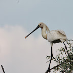 IMG_6723.JPG