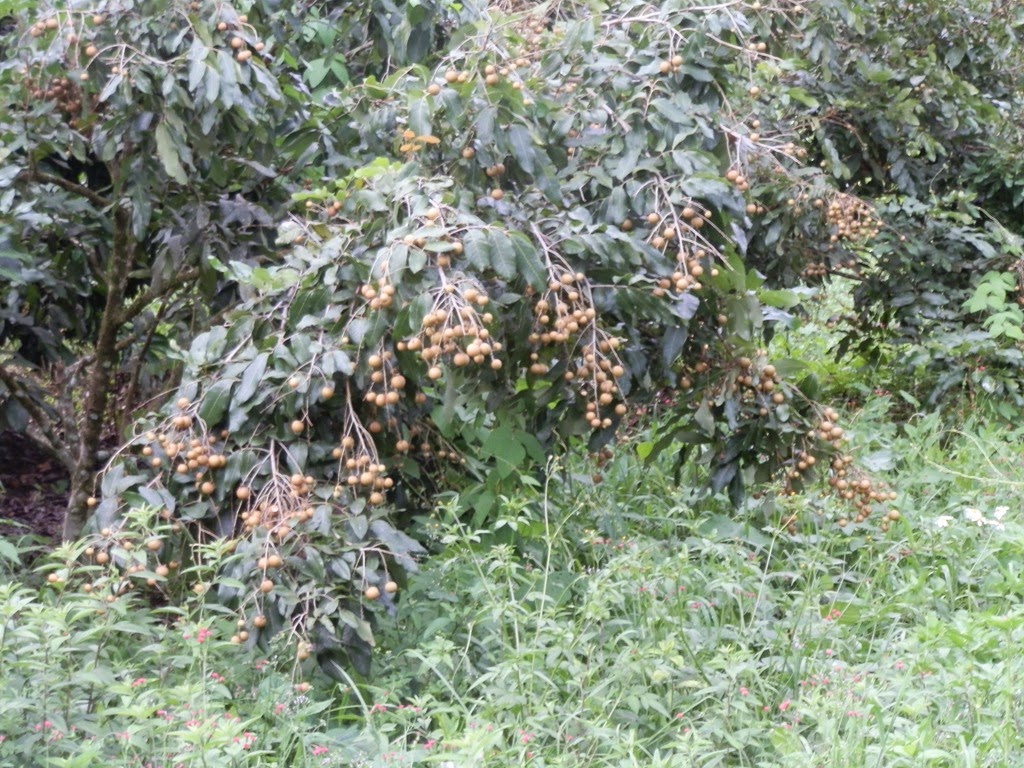 [Longan%2520Diamond%2520River%2520%25281%2529%255B4%255D.jpg]