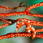 pygmy seahorse Denise