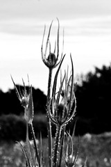 The-Teasles