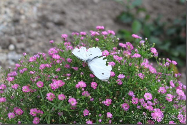 IMG_7200 IMG_7200