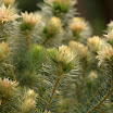 IMG_9753N2.JPG