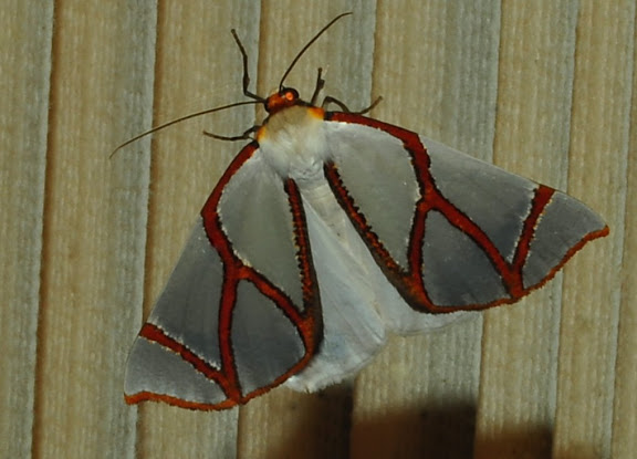 Geometridae : Ennominae : Nacophorini : Thalaina clara WALKER, 1855. Umina Beach (NSW, Australie), 25 avril 2011. Photo : Barbara Kedzierski