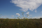 DSC_1559.JPG