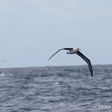 Albatross Albatross