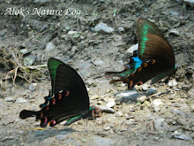 Papilionidae%25252c%252520papilio%252520bianor%252520polyctor%25252c%252520common%252520peacock