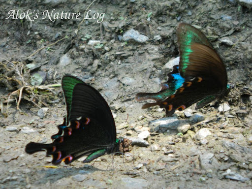 Papilionidae%25252c%252520papilio%252520bianor%252520polyctor%25252c%252520common%252520peacock