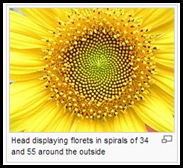 Sunflower Florets