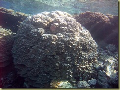 Coral Block-2