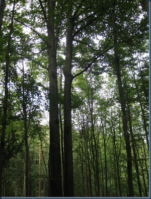 liebesbaum 006