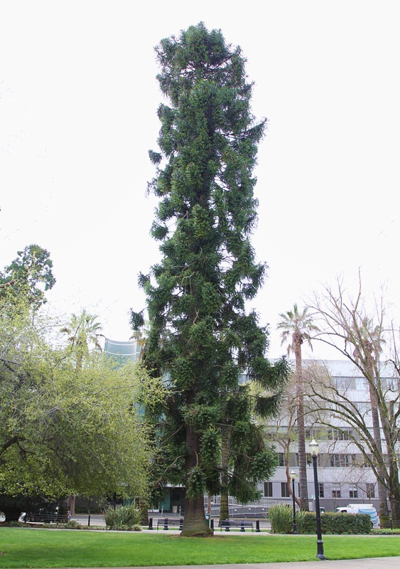 [120317_Capitol_Park_Araucaria-bidwil%255B4%255D.jpg]