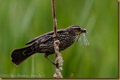 Red-winged Blackbird