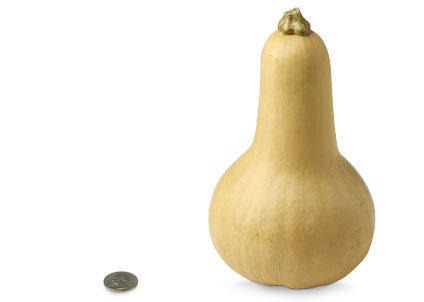 [29-butternut-squash%255B1%255D%255B3%255D.jpg]