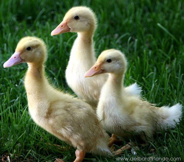 filhotes-patos-fofos-pequenos-desbaratinando (1) filhotes-patos-fofos-pequenos-desbaratinando (1)