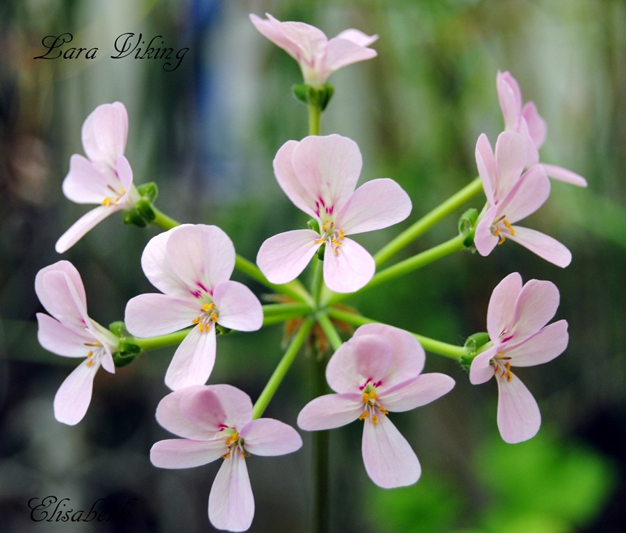 [Pelargonium%2520juli%2520-11%2520001%255B4%255D.jpg]