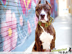 A masterpiece in every way!
Photo of Kane by Lisa Prince-Fishler