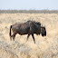 A lone wildebeest listening to his radio