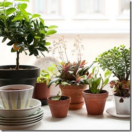 Garden inspiration Garden inspiration