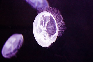 MoonJellies5 (1 of 1)