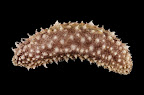Holothuria albiventer (ventral view), Papua New Guinea, 6m