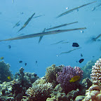 IMG_1505.JPG