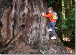 California redwood forest Redwoods_4