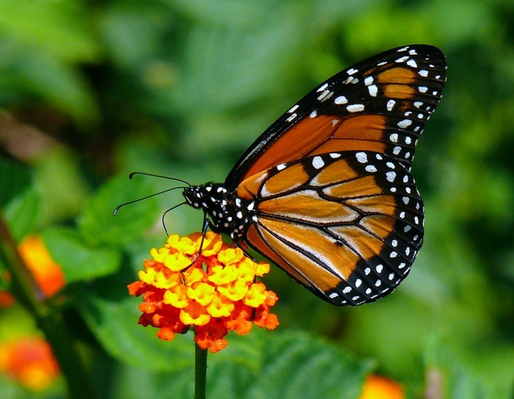[borboleta-monarca%255B2%255D.jpg]