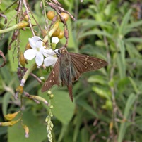 Long Tailed Skipper