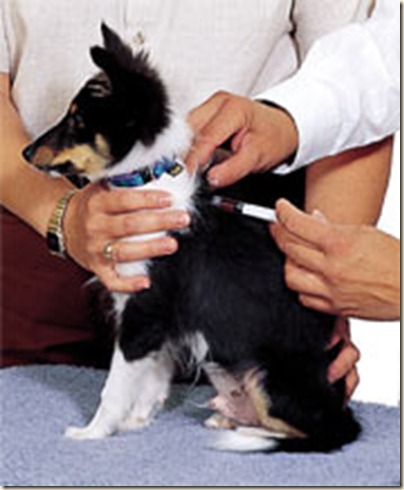 vacunas para perros cachorros6