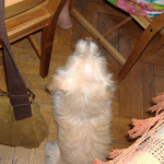 Wrotswog the hostel dog tries to mooch some breakfast Wrotswog the hostel dog tries to mooch some breakfast