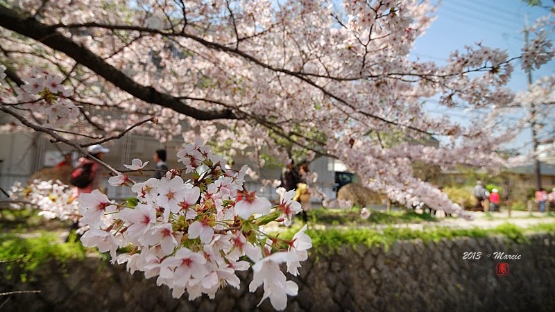 京都哲學之道櫻花