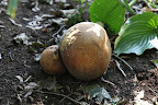 But, as puffballs age, they turn brown and the insides begin to get dry and powdery.