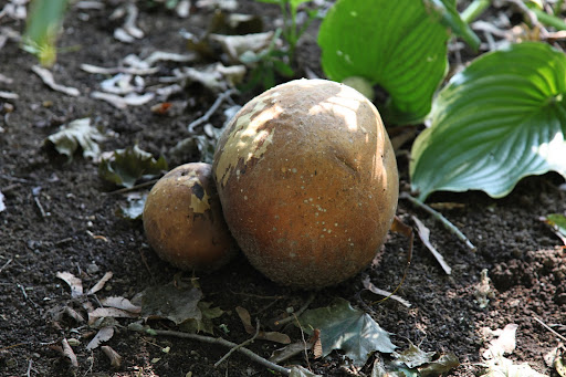 But, as puffballs age, they turn brown and the insides begin to get dry and powdery.