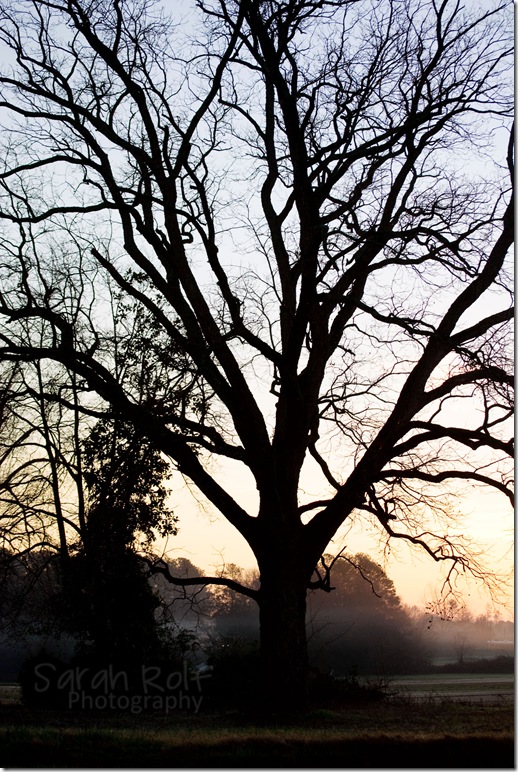 tree-silhoutte-at-dawn