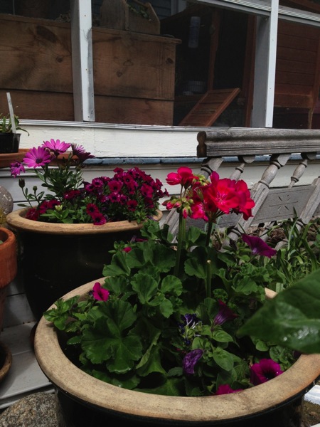 flower pots.jpg Flower pots