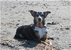 Zelda - a windy day at the beach Zelda - a windy day at the beach