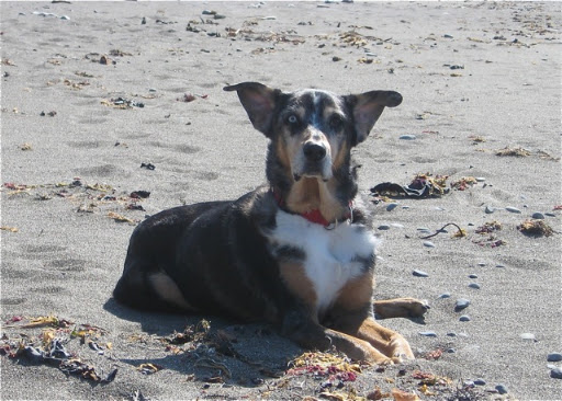 Zelda - a windy day at the beach Zelda - a windy day at the beach